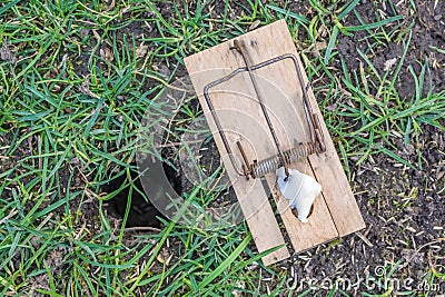 Mousetrap next to a mouse hole in a meadow Stock Photo