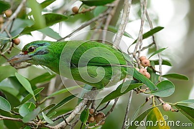 Moustached barbet Stock Photo