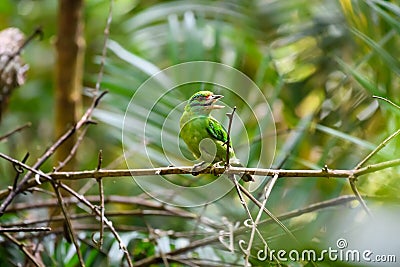 Moustached barbet bird perching on branch in tropical rainforest Stock Photo