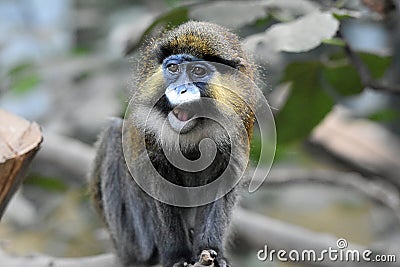 Moustached guenon Stock Photo