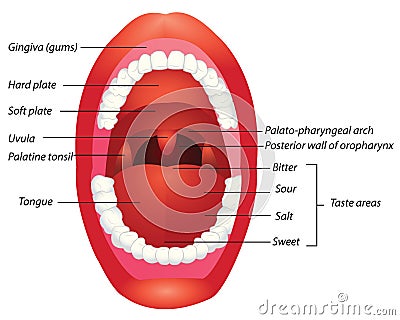 Mouth anatomy Vector Illustration