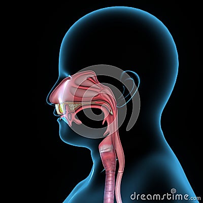 Mouth anatomy stock illustration. Image of oropharynx - 43014702