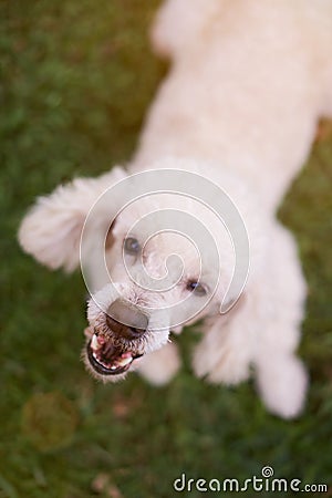 Mouth of barking white poodle Stock Photo