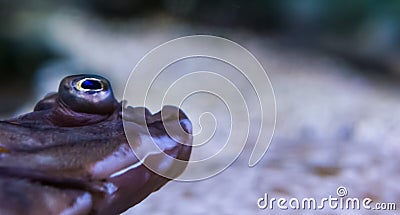 The mouth and eyes of a european plaice in closeup, popular flatfish from europe Stock Photo