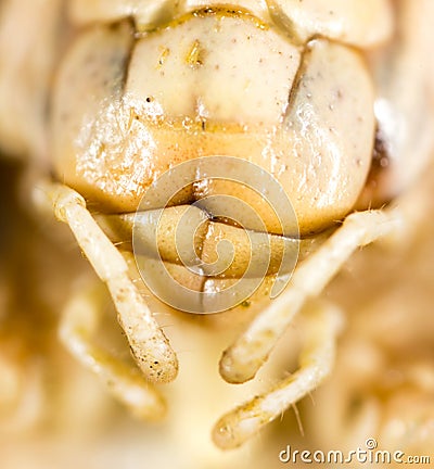 The mouth of a grasshopper on his head in nature Stock Photo