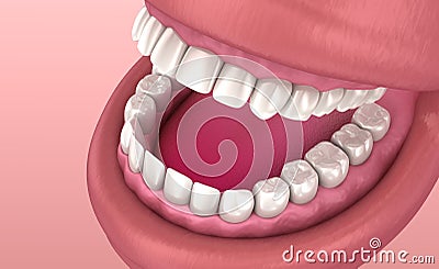 Mouth gum and teeth. Medically accurate tooth Cartoon Illustration