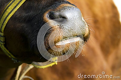 The mouth of a large brown bull Stock Photo