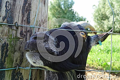 Mouth and nose of Toggenburg goat Stock Photo