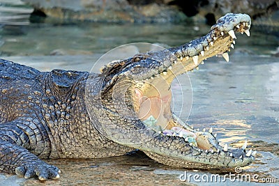 Mouth opened Crocodile with money inside Stock Photo