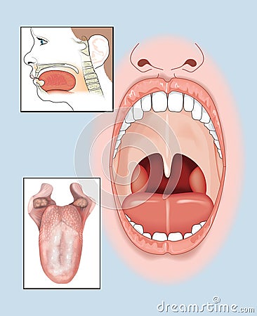 The mouth and tongue Stock Photo