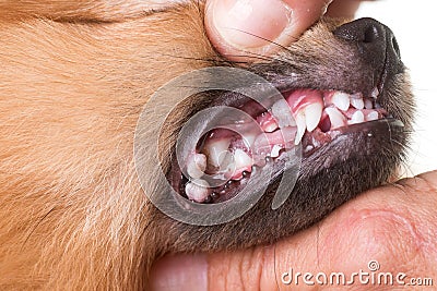 Mouth ulcer on dog Stock Photo