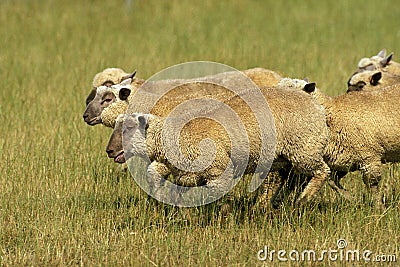 MOUTON VENDEEN Stock Photo