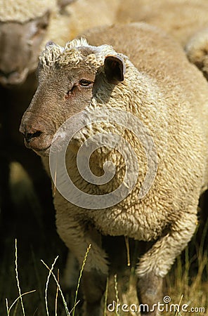 MOUTON VENDEEN Stock Photo