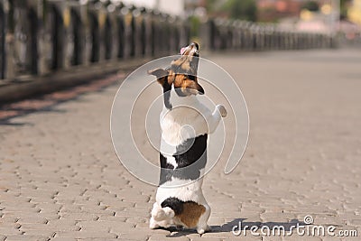 movable puppy, white with brown and black spots Stock Photo