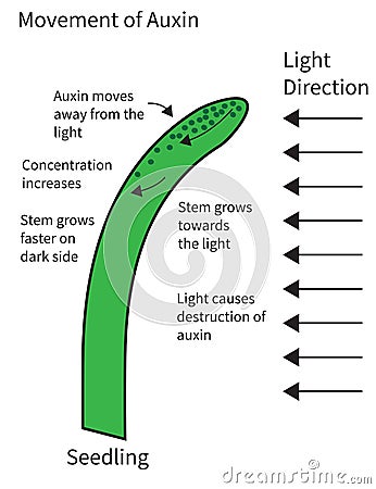 Movement of Auxins in a Seedling Vector Illustration