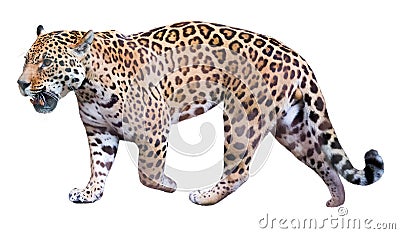 Movement jaguar Stock Photo