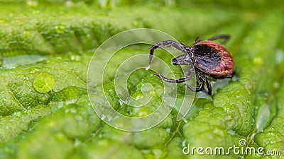 Close-up of castor bean tick on wet green leaf with water drops. Ixodes ricinus Stock Photo