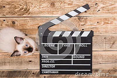 Movie clapperboard and cat Stock Photo
