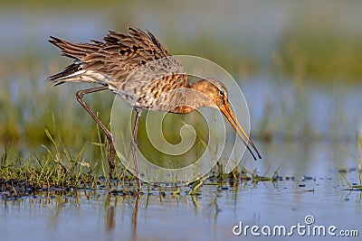 Moving Black tailed Godwit in wetland Stock Photo