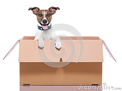 Moving box dog Stock Photo