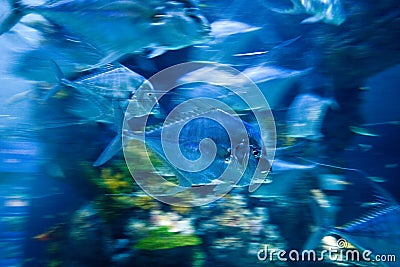 Moving fish in underwater aquarium Stock Photo