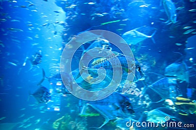 Moving fish in underwater aquarium Stock Photo