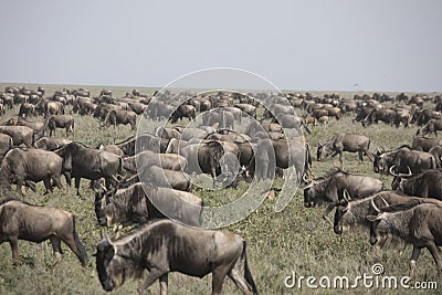 Moving herd during wildebeest great migration in Serengeti National Park, Tanzania Stock Photo