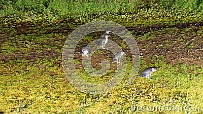 Moving little penguins at night in Phillip Island, Victoria - Au Stock Photo