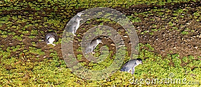 Moving little penguins at night in Phillip Island, Victoria - Au Stock Photo