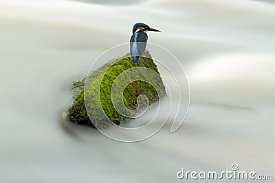 Moving and quiet, kingfishers and creeks. Stock Photo