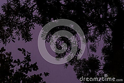 Moving silhouette of trees as a backdrop to the haunting mood Stock Photo