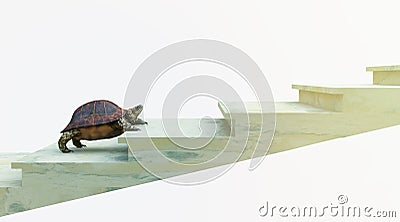 Moving turtle wants to climb on the stairs concept composition Stock Photo