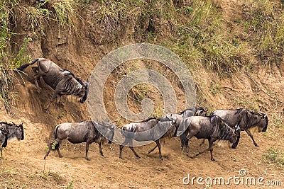 Moving through the water obstacle. Herds of wildebeest. Kenya, Africa Stock Photo