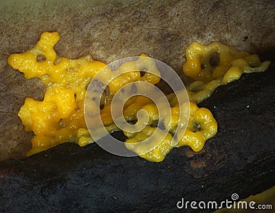 A moving yellow plasmodium of a slime mold on a substrate Stock Photo