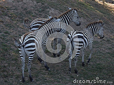 Moving zebras Stock Photo