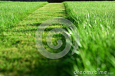 mowing the lawn. A perspective of green grass cut strip Stock Photo