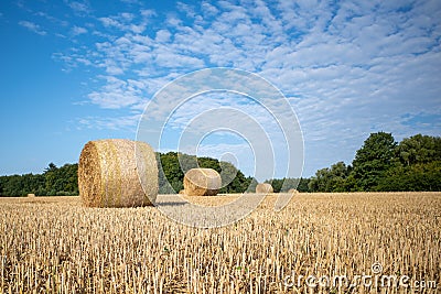 On mown grain field lie round pressed bales of straw and the sky is blue Stock Photo