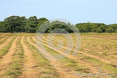 Mown hayfield on a summer day Stock Photo