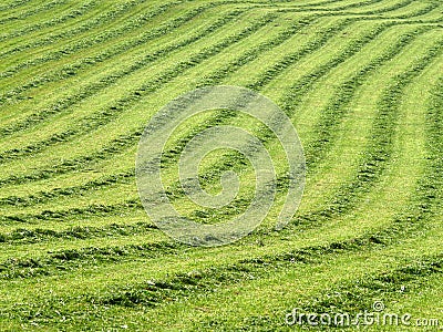 Mown lawn with lines 2 Stock Photo