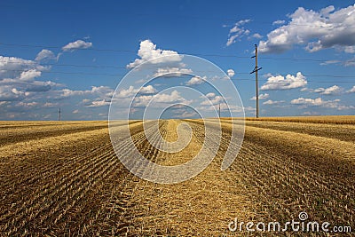 Mown wheat field. Stock Photo