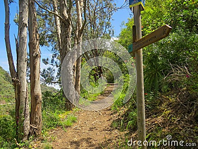 `Los Tilos de Moya` Trail, nature reserve of the same name on the Island of Gran Canaria, Spain. Tilo: Lime tree. Editorial Stock Photo