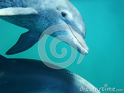 Mozambique Dolphin Stock Photo