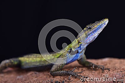 Mozambique flat lizard Platysaurus intermedius nyasae Stock Photo