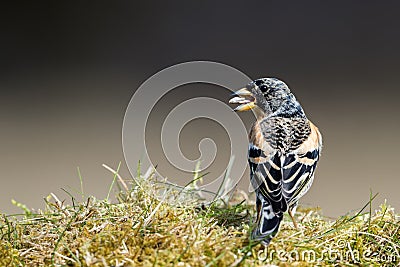 Mr Bramblings back Stock Photo