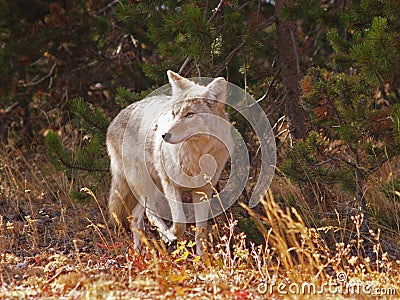 Mr. Coyote Stock Photo