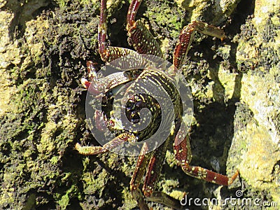 Mr. Crabby stroll on mombasa& x27;s coral reefs Stock Photo