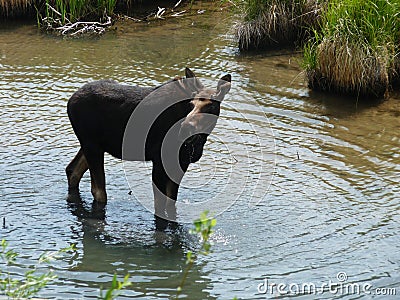 Mr. Moose wading in Lake San Cristobal Stock Photo