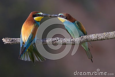 Mr & Mrs Bee eater Stock Photo