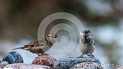 Mr and Mrs House Sparrow Stock Photo