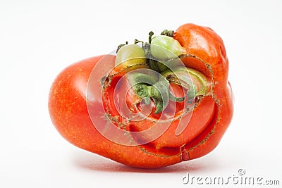 Mr. Tomato. Tomato grown with a funny face, like a mustached man with a big smile. Stock Photo